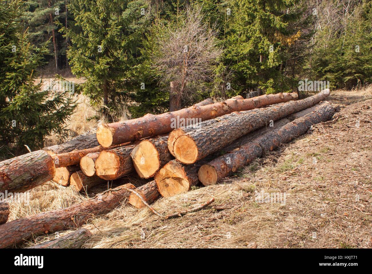 La tala de árboles maderables en el bosque. Un montón de tala de árboles de  pino. Industria maderera Fotografía de stock - Alamy