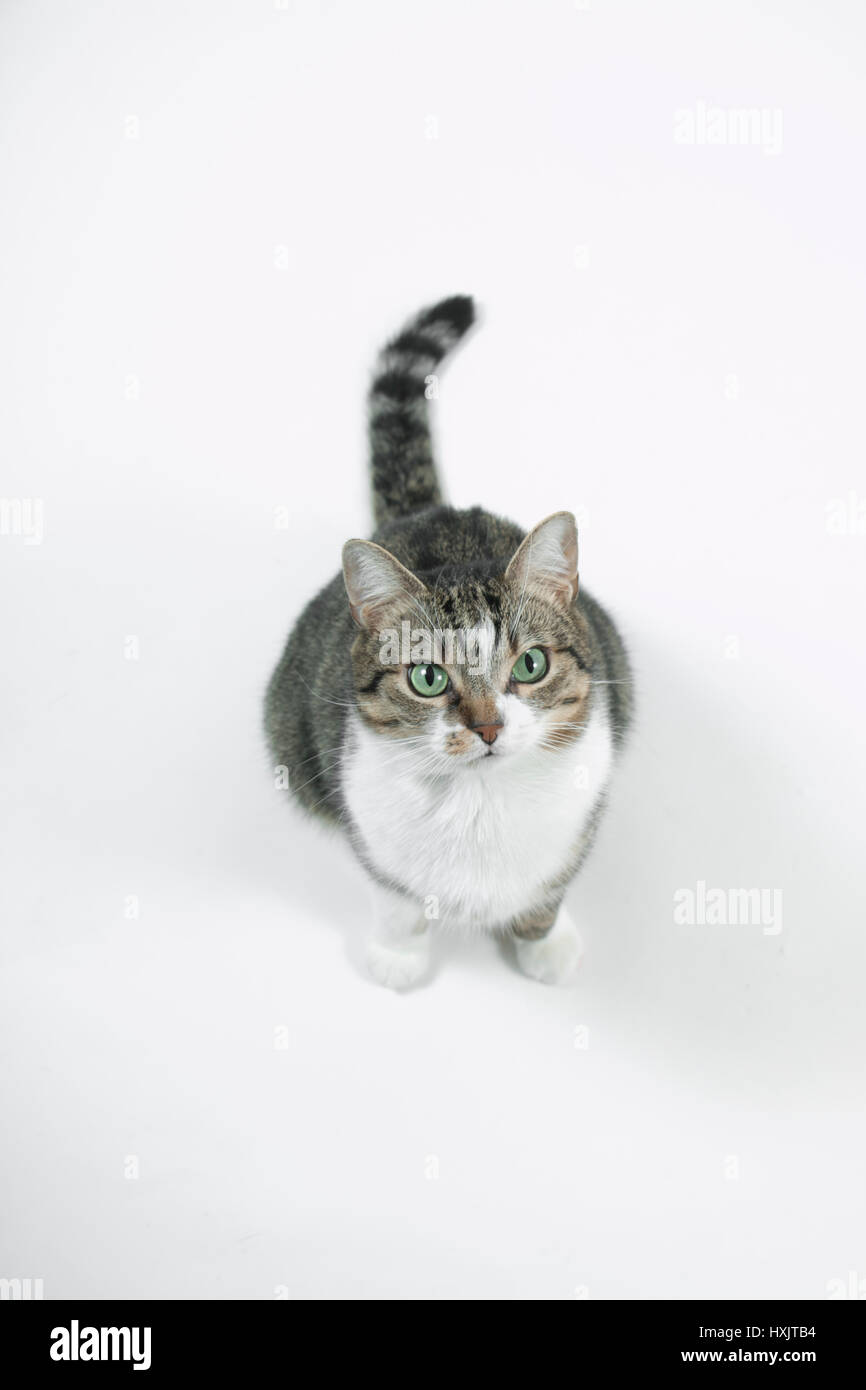Katze; getigert; grüne Augen; weißer Hintergrund; high key; cat; atigrado; los ojos verdes; fondo blanco. Foto de stock