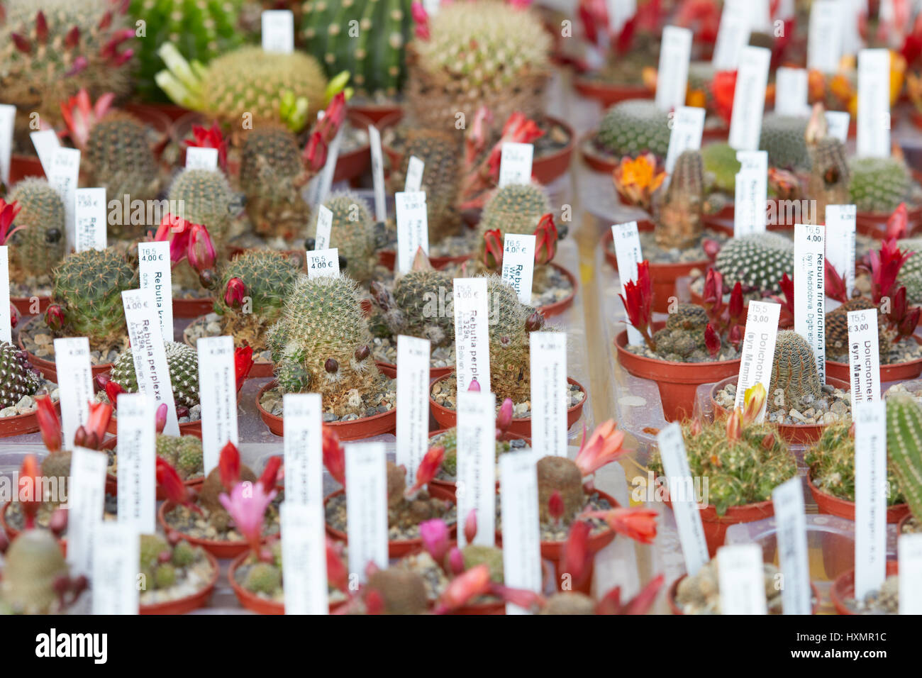 Colección de plantas suculentas en pequeños potes con etiquetas en un vivero Foto de stock