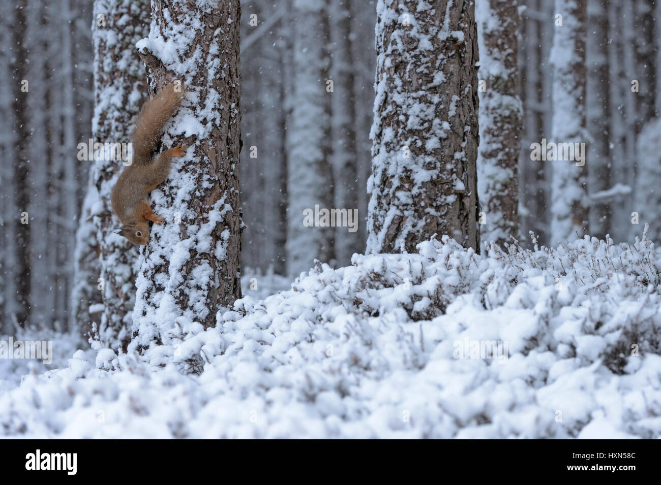 Ardilla roja (Sciurus vulgaris) en el bosque de pinos durante el invierno, la nieve ducha. El Parque Nacional de Cairngorms, Escocia. De febrero de 2015. Foto de stock