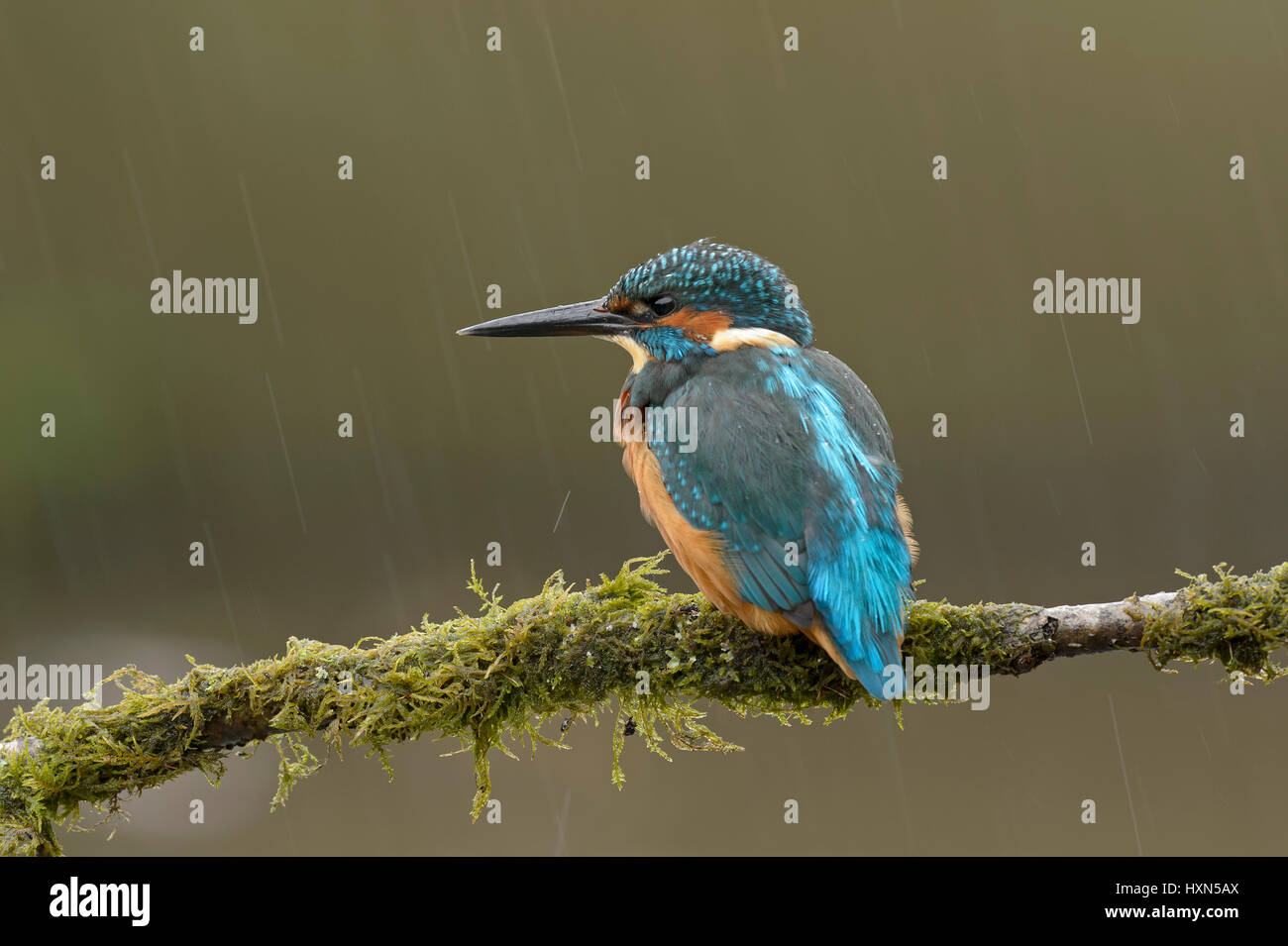 Martín pescador (Alcedo atthis) hembra adulta en la ducha de lluvia. De Worcestershire, Inglaterra. De septiembre. Foto de stock