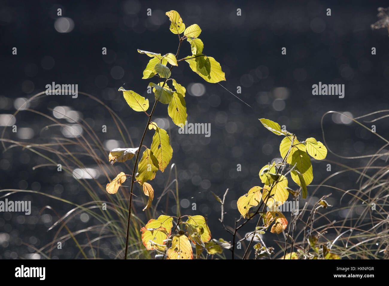 Árbol de follaje joven en la orilla de pie en la luz de fondo. Masuria Polonia, Junger Laubbaum am Ufer Gegenlicht stehend im.Masuren Polen Foto de stock