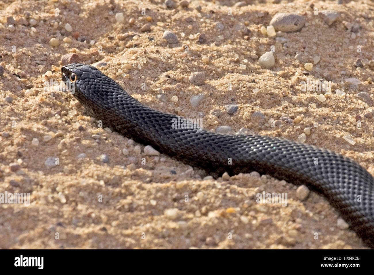 Cola de topo, topo africano serpiente - Pseudaspis cana