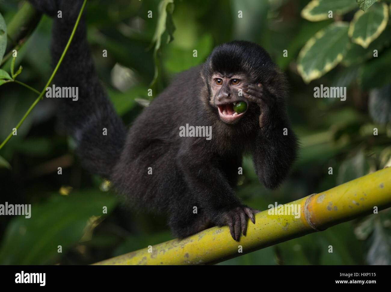 Un mono capuchino negro desde la selva tropical del Atlántico Foto de stock