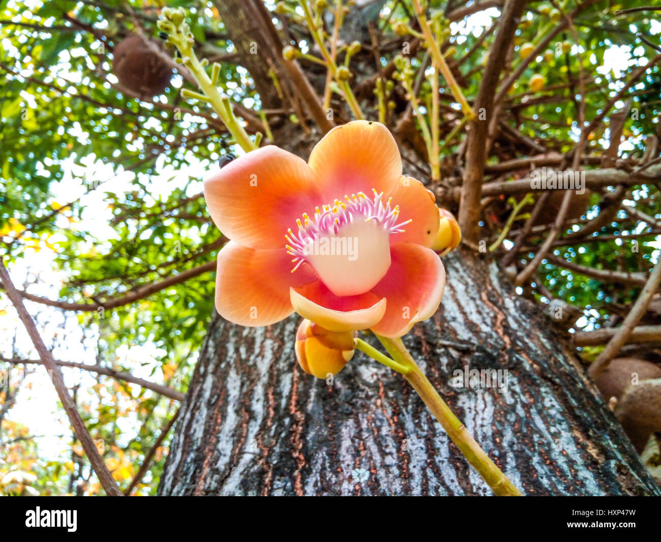 Acercamiento a la Shorea robusta Roxb./// Sakhuwan Shal Sal de la India/ Religiosa/ Dipterocarpaceae Flor Foto de stock