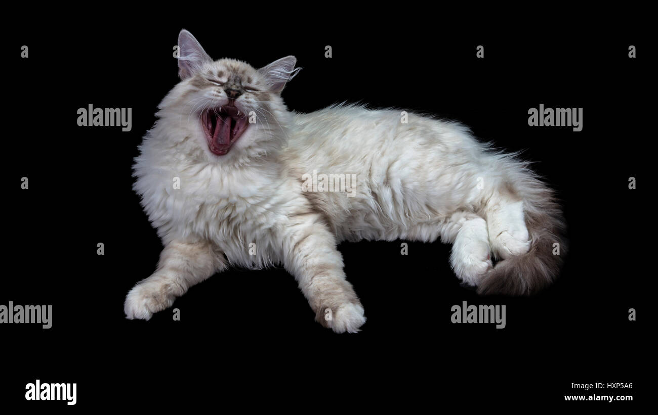Gracioso gato blanco de ojos azules, aislados en negro , bostezos Foto de stock