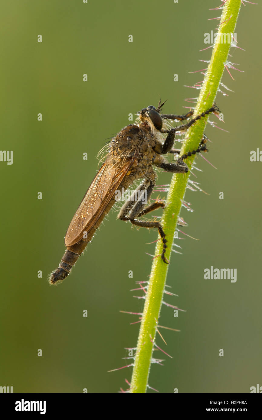 Machimus cf. rusticus, primera clase de insectos (Insecta), orden Zweifl?gler (Diptera), subordinación , Klasse Insekten (Insecta),Ordnung Zweiflügler (Dipt Foto de stock