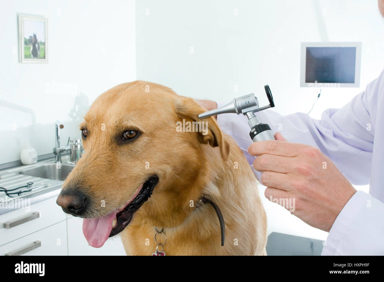 Perro obtiene los oídos examinados, Hund bekommt Ohren untersucht Foto de stock