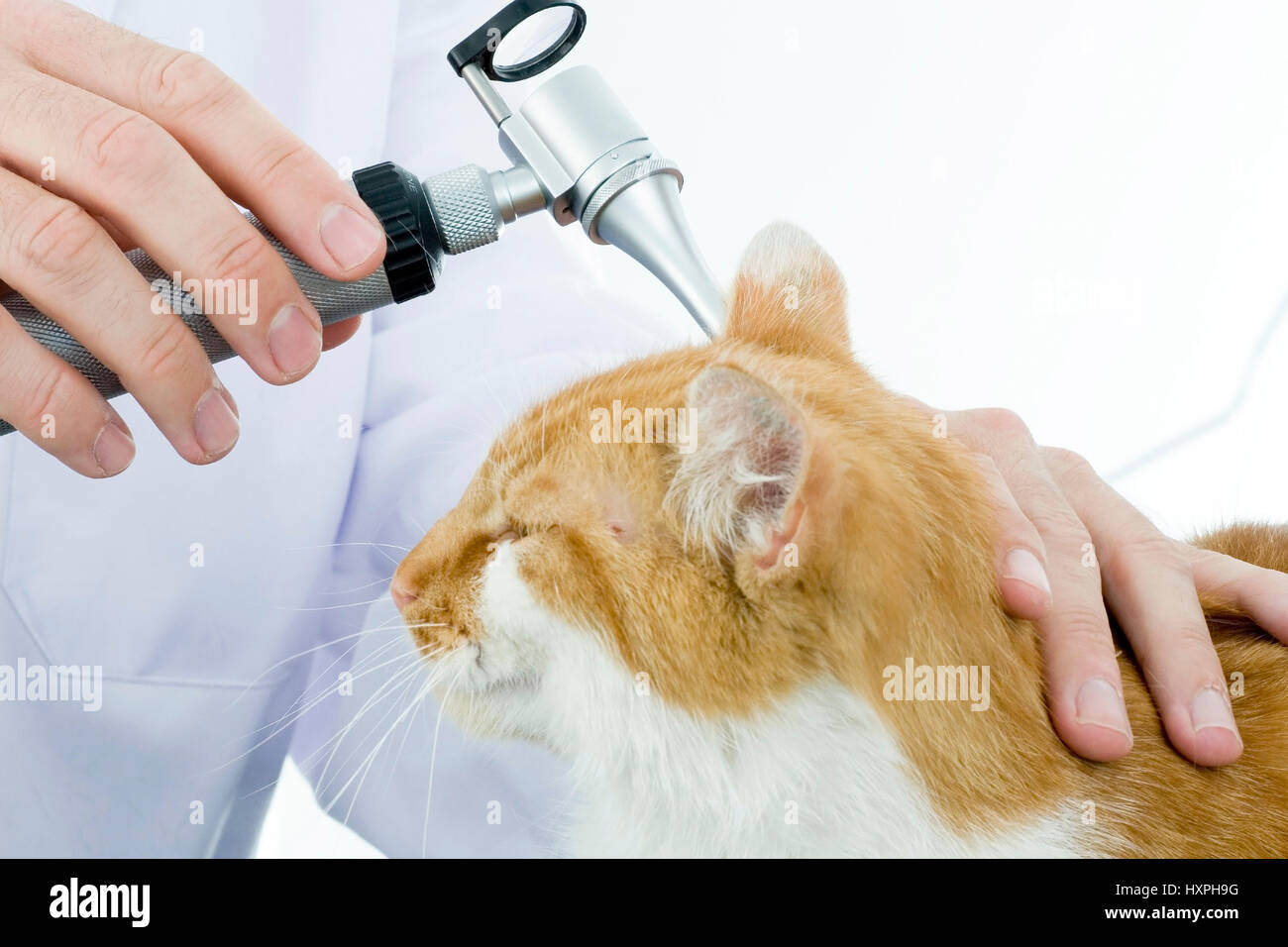 Gato obtiene los oídos examinados, Katze bekommt Ohren untersucht Foto de stock
