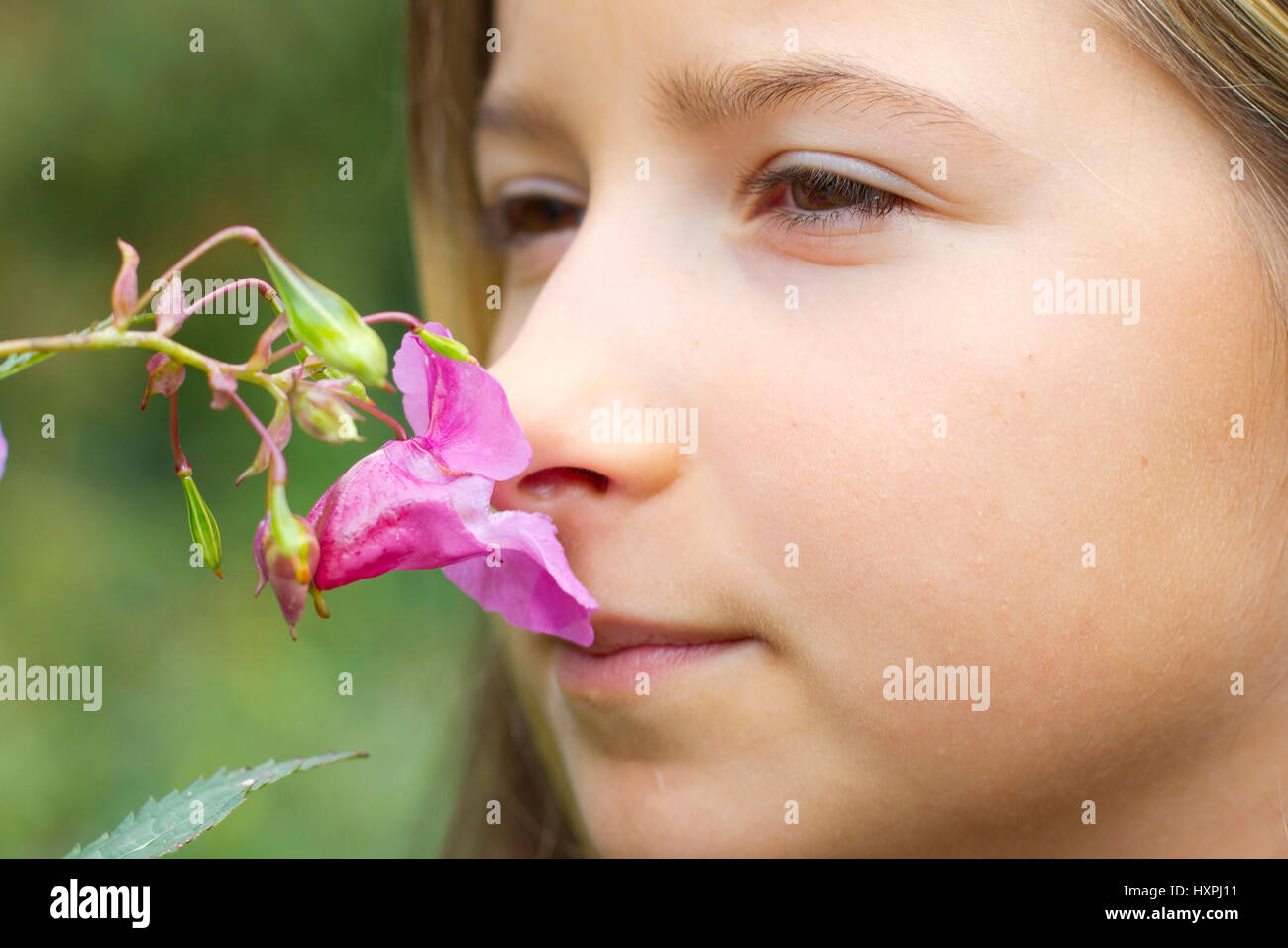 Impatiens glandulifera, Dr?siges Springkraut, India,Himalaya-Balsamine Springkraut,Bauernorchidee,Familie del Balsaminengew?chse (de las Balsamináceas) Foto de stock