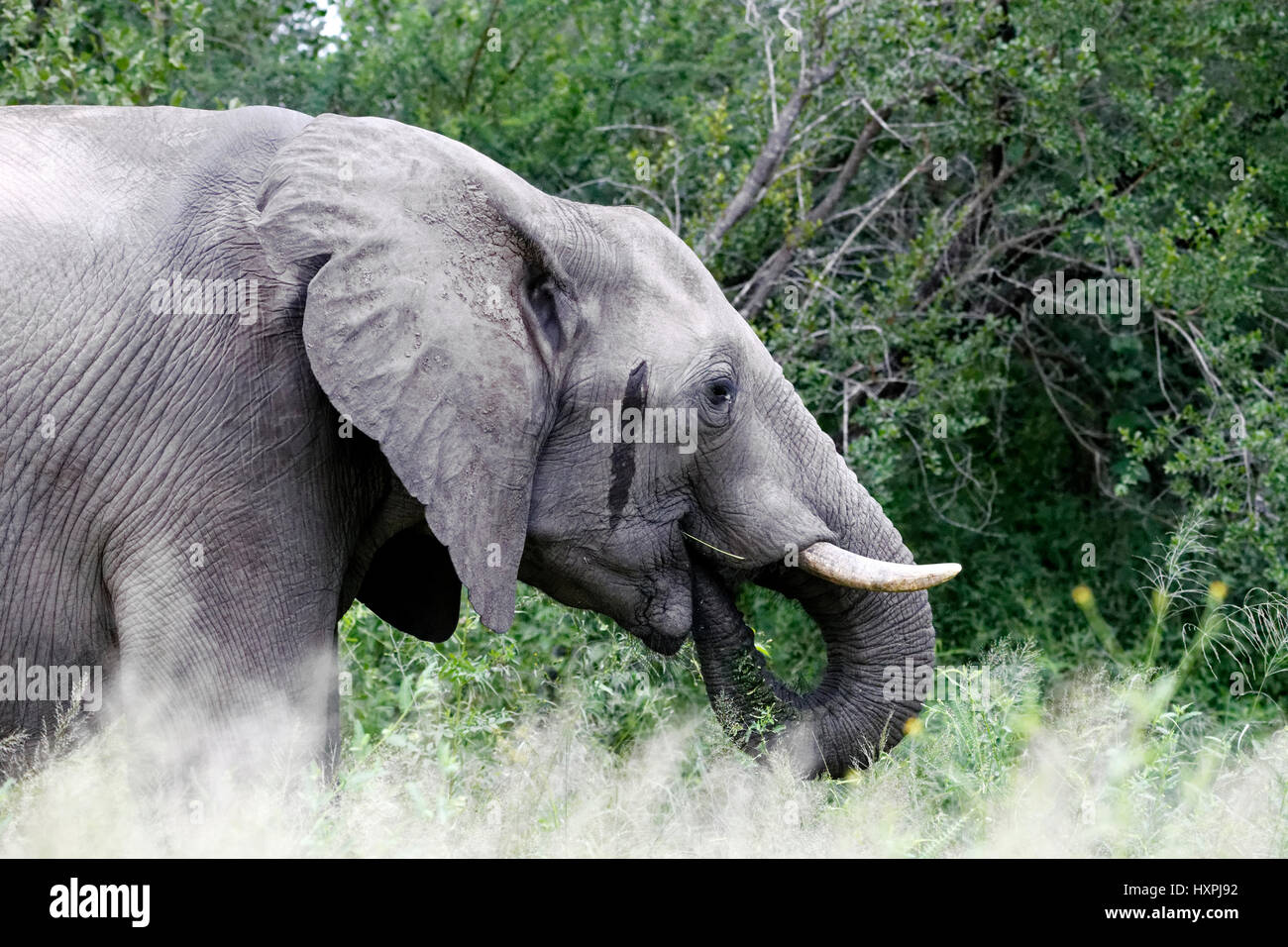 Retrato del elefante africano (Loxodonta africana) con la secreción de la glándula temporal, el Parque Nacional Kruger, Sudáfrica Foto de stock