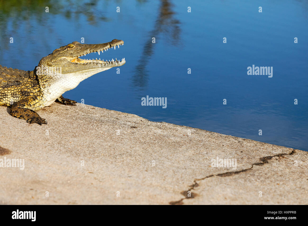 El cocodrilo del Nilo (Crocodylus niloticus) el borde del agua con la boca abierta, el Parque Nacional Kruger, Sudáfrica Foto de stock