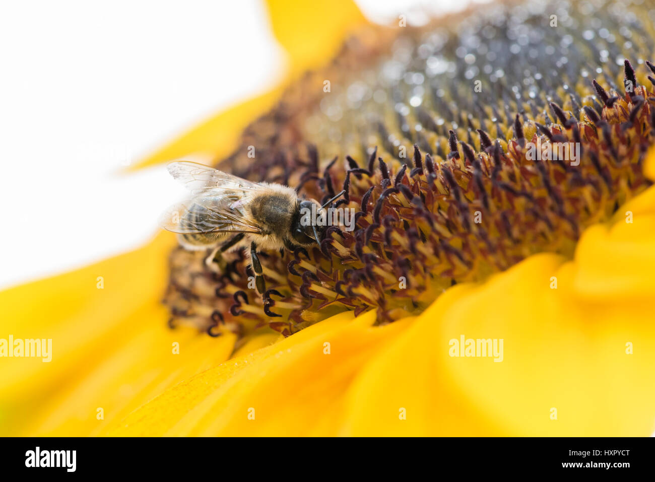 Extreme close-up de abeja / la abeja melífera (Apis mellifera) insecto recogiendo polen de un girasol Foto de stock