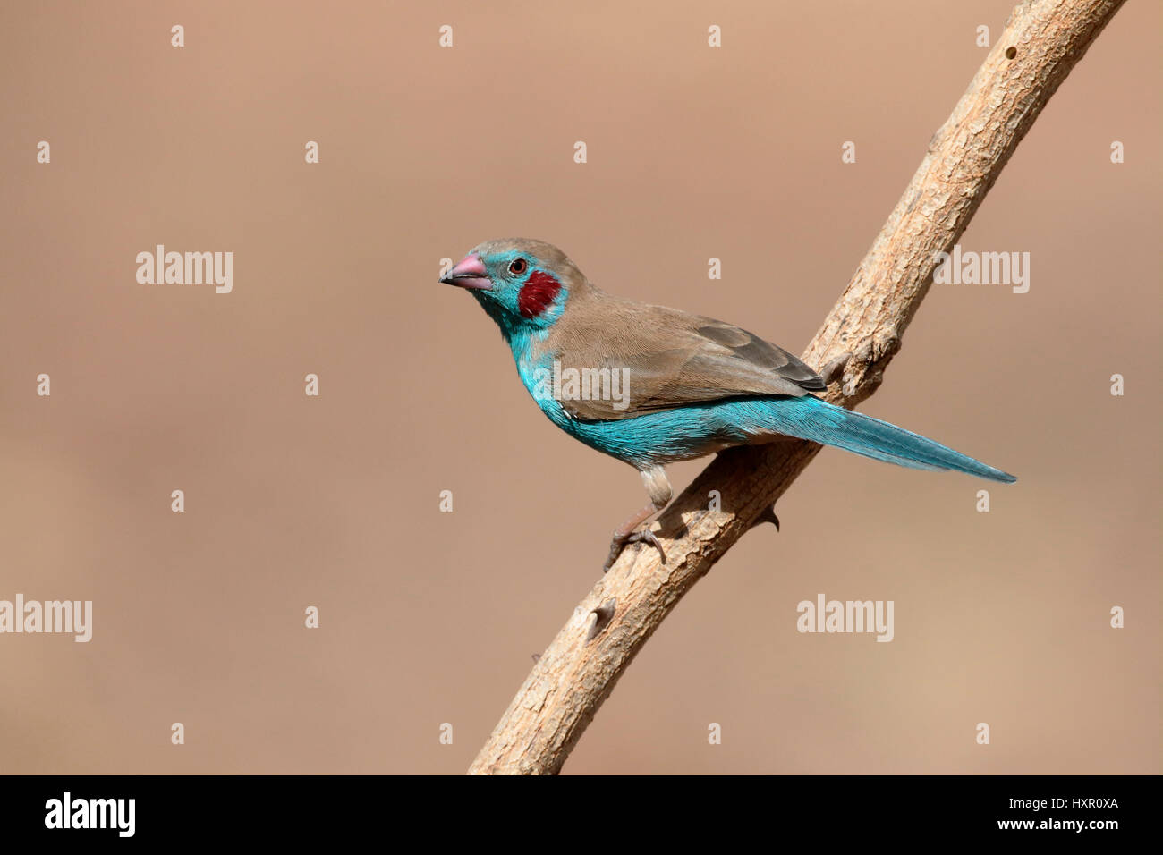 Rojo-cheeked cordon-bleu Uraeginthus bengalus, solo pájaro en rama, Gambia, febrero de 2016 Foto de stock