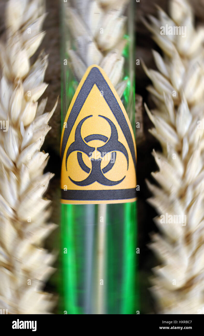 Tubo de ensayo con el símbolo de peligro de biología y genética del trigo, oído el trigo, Reagenzglas mit Biogefährdung-Symbol und Weizenähre, Gen-Weizen Foto de stock