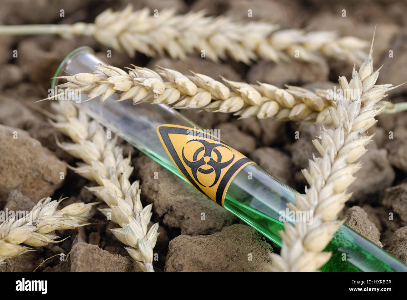Tubo de ensayo con el símbolo de peligro y de biología, genética del trigo trigo oídos, mit Reagenzglas Biogefährdung-Symbol und Weizenähren, Gen-Weizen Foto de stock