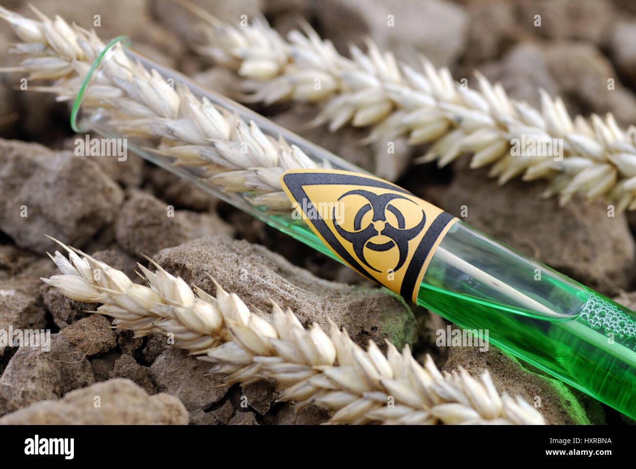 Tubo de ensayo con el símbolo de peligro de biología y genética del trigo, oído el trigo, Reagenzglas mit Biogefährdung-Symbol und Weizenähre, Gen-Weizen Foto de stock