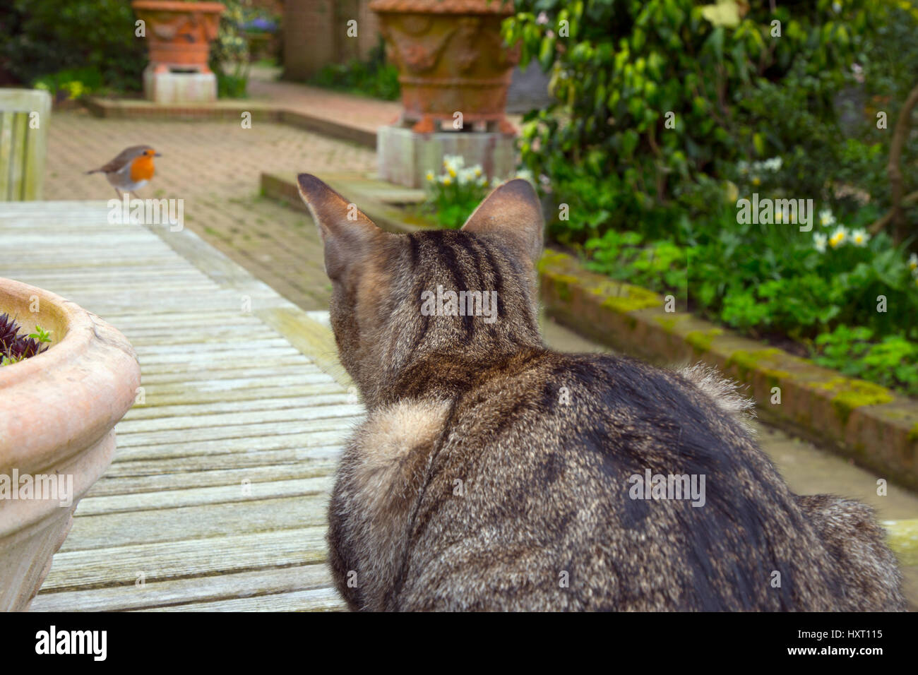 Mascota gato atigrado viendo Robin en jardín Primavera de Norfolk (montaje) Foto de stock