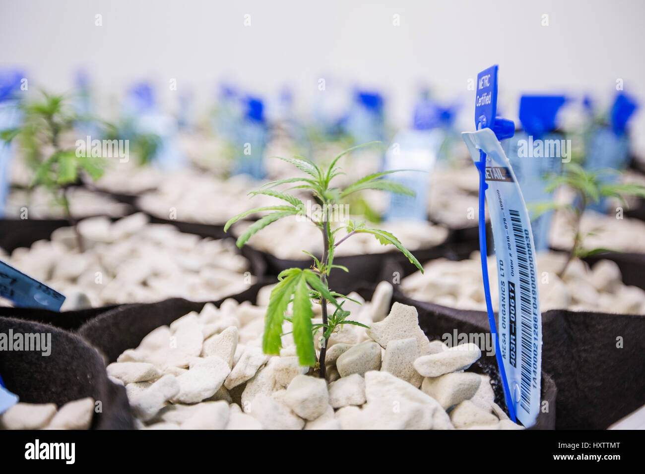 Un joven cerca de la planta de la cannabis que crece en una planta crezca hydroponic de interior. Foto de stock