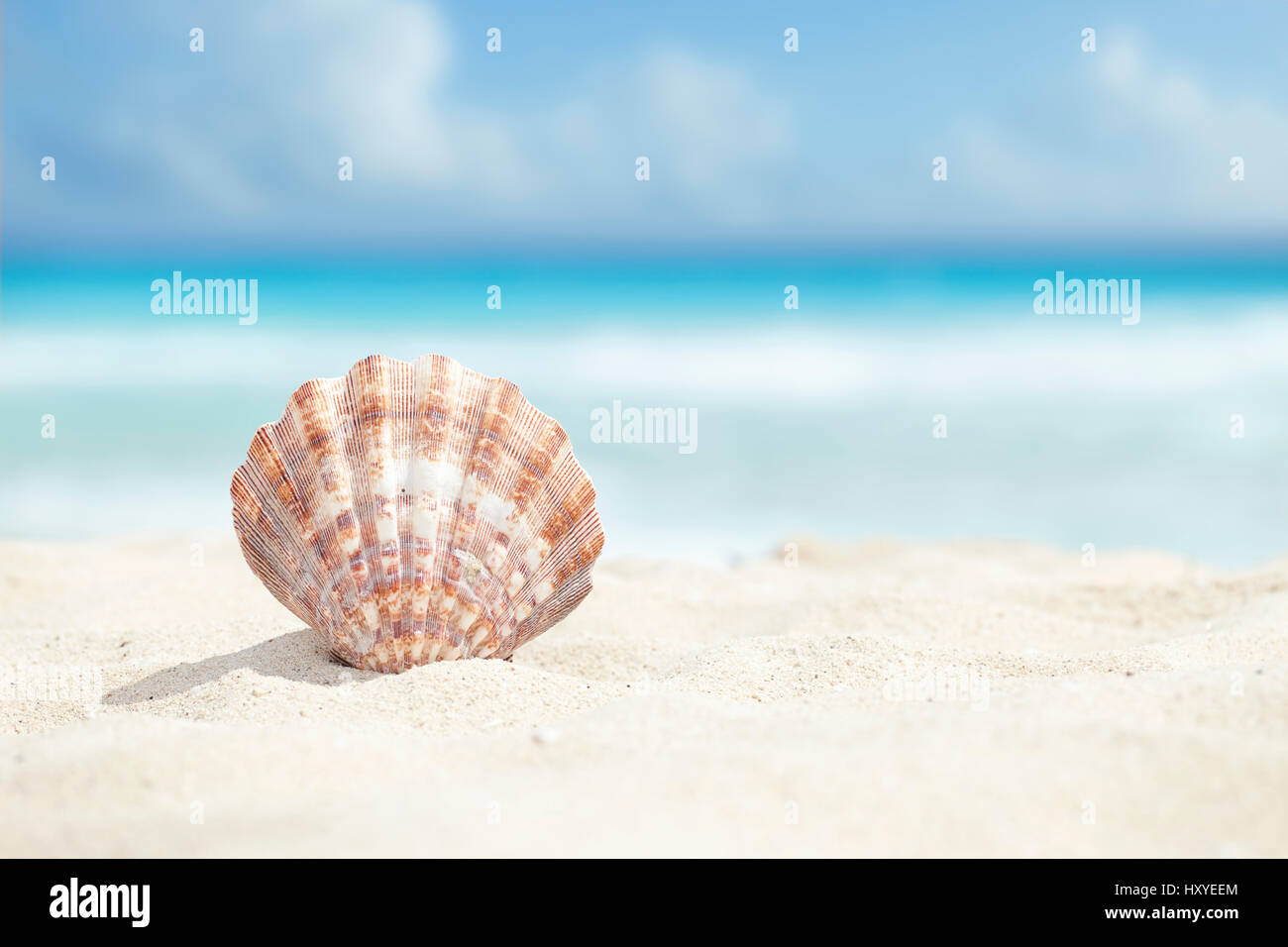Ángulo de visión baja de una concha en la playa de arena del mar Caribe Foto de stock