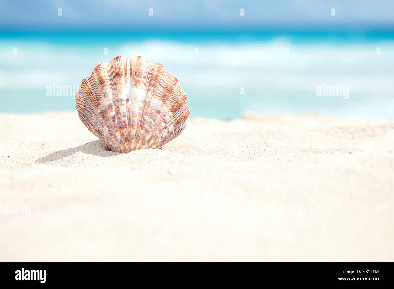 Ángulo de visión baja de una concha en la playa de arena del mar Caribe Foto de stock