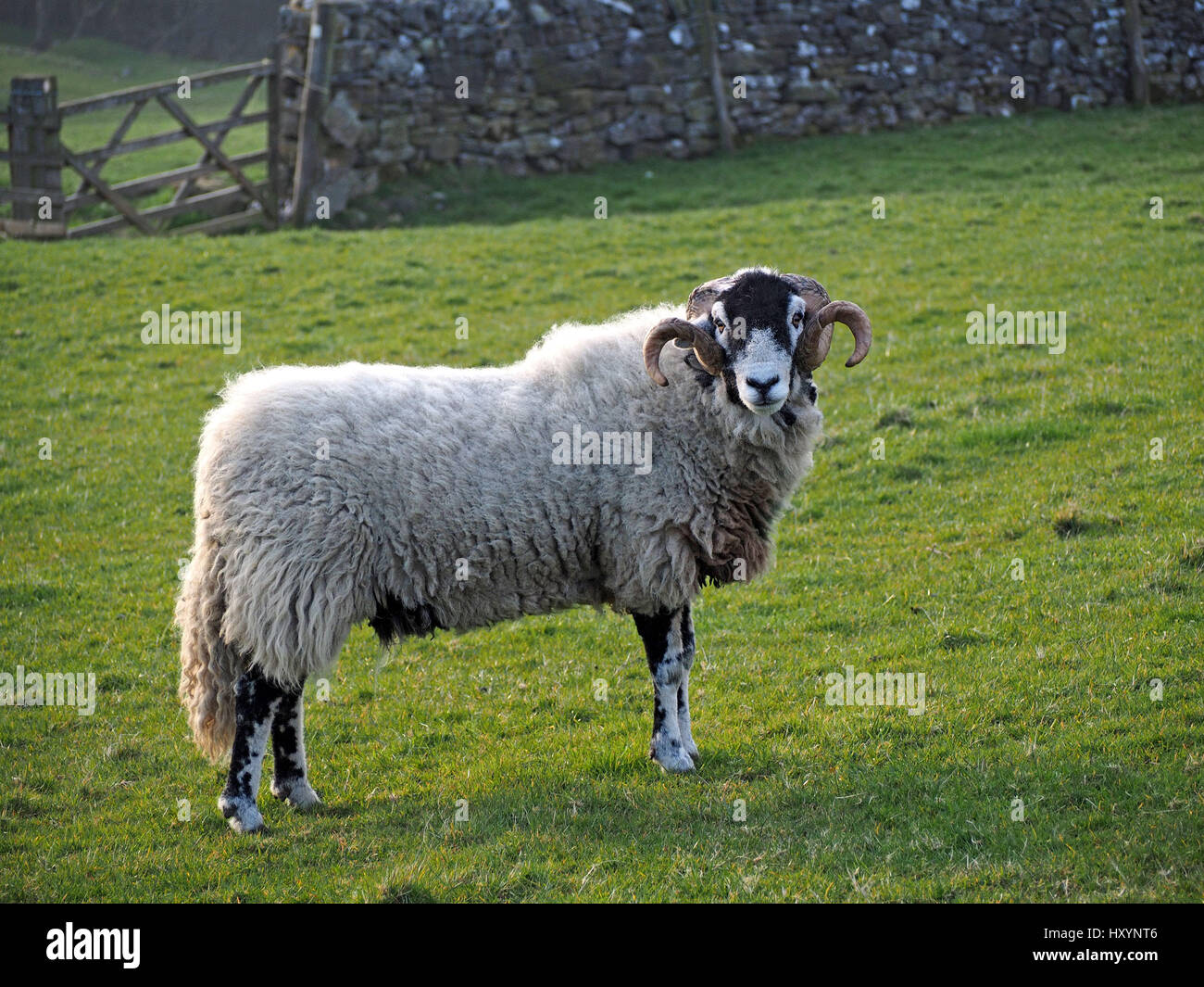 Swaledale ram o tup con grandes cuernos rizado en la granja en Cumbria con muro de piedra seca y puerta en segundo plano. Foto de stock
