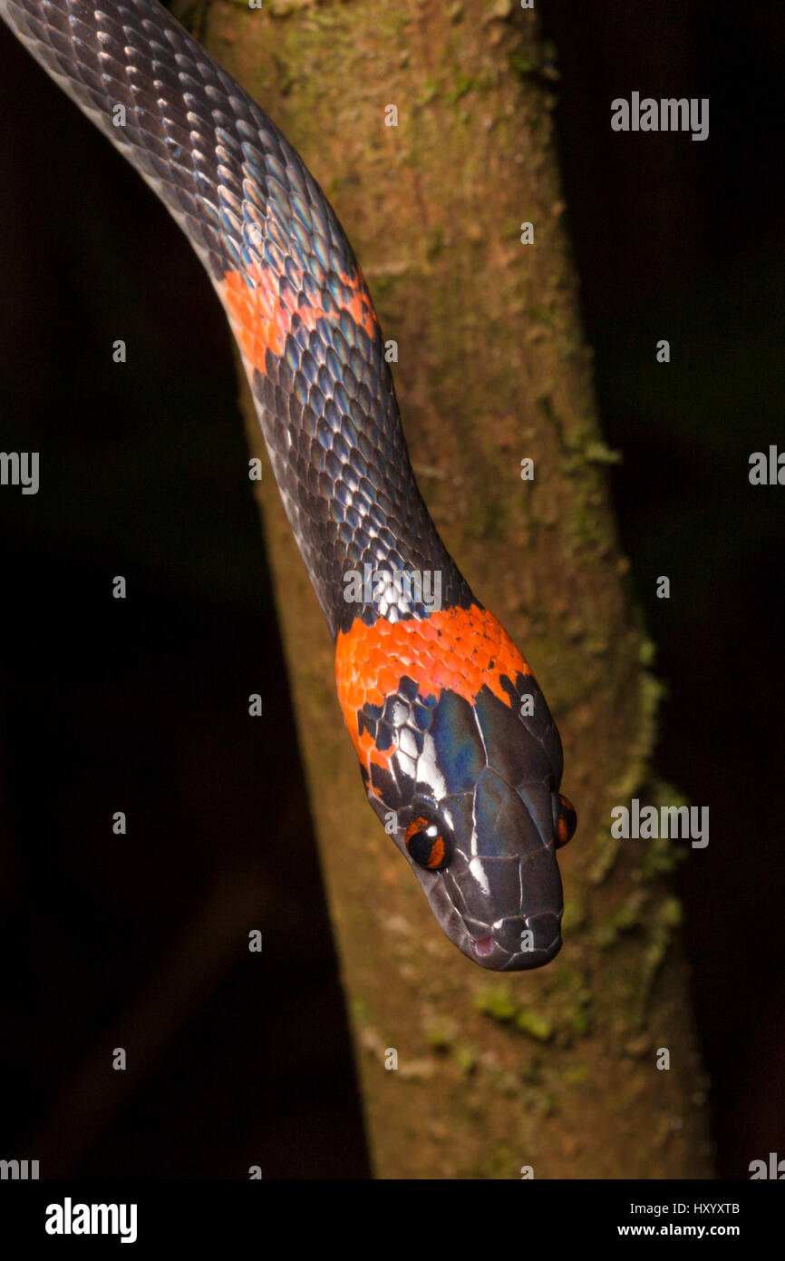 Falsa Coral serpiente / Bush Racer / Bosque (Oxyrhopus Flame-Snake petolarius), Península de Osa, Costa Rica. Foto de stock