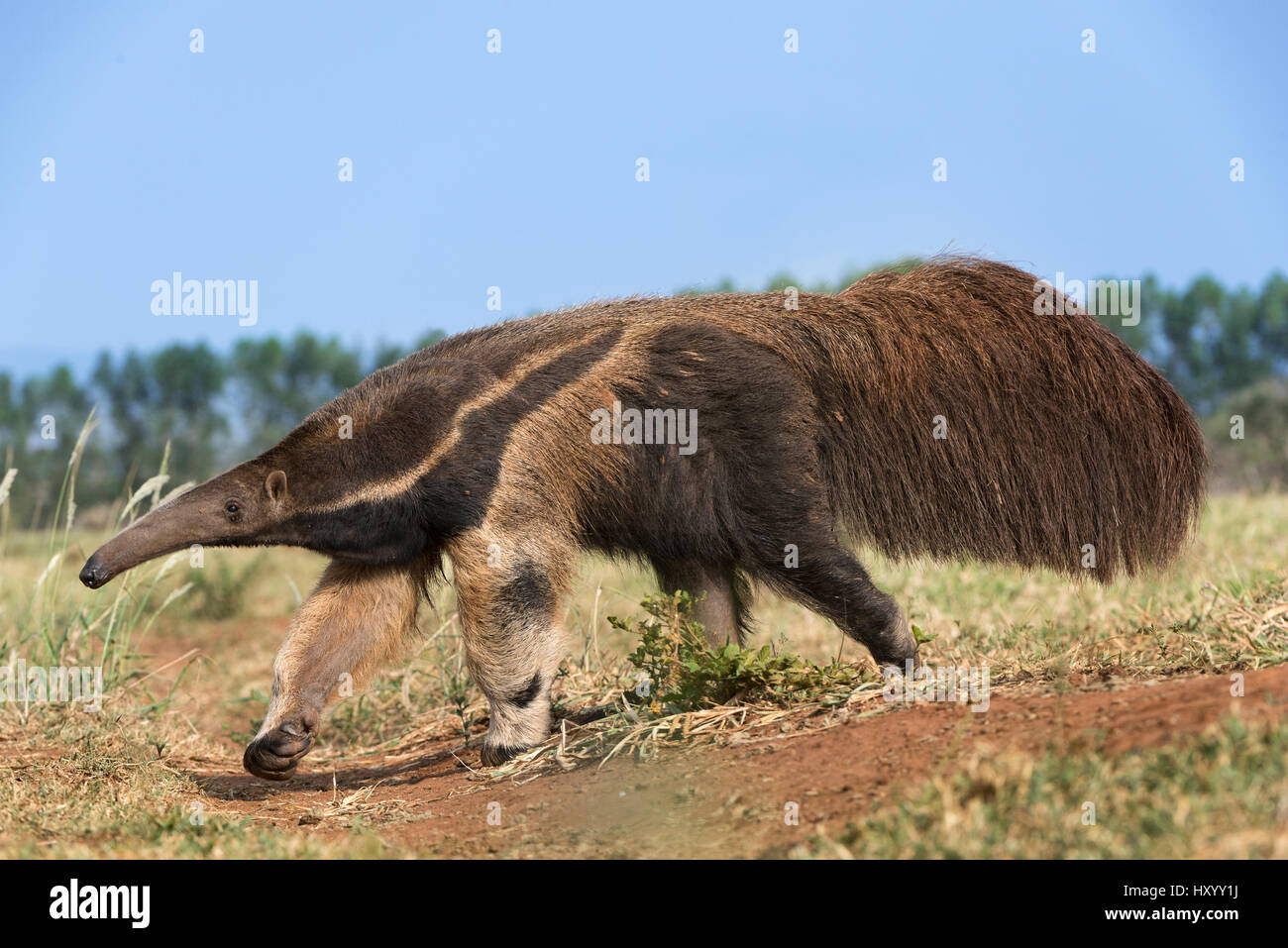 Adulto de oso hormiguero gigante (Myrmecophaga tridactyla) forrajeando. El Pantanal Sur, Moto Grosso do Sul, Brasil. De septiembre. Foto de stock