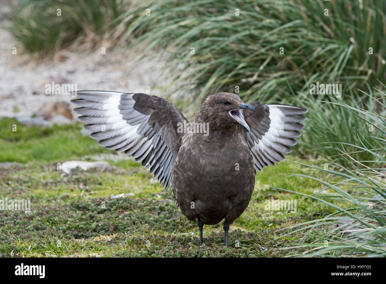 Skúa austral stercorarius antarcticus fotografías e imágenes de alta