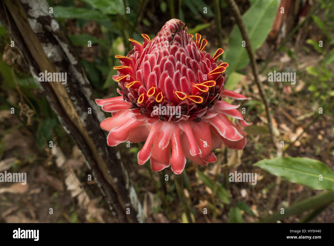 Linterna Roja Lily del jengibre Lily familia florece en una plantación de cacao en Santa Lucía Foto de stock