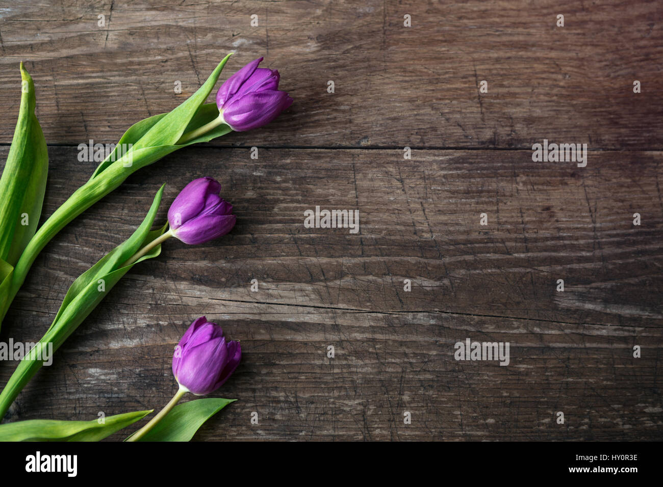 Tulipanes púrpura sobre fondo de madera vista superior con espacio de copia Foto de stock