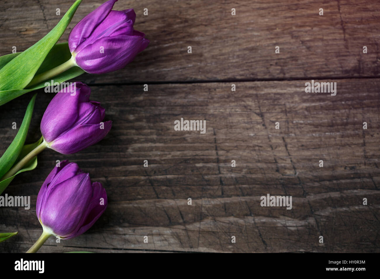 Cerca tulipanes púrpura sobre fondo de madera con espacio de copia Foto de stock