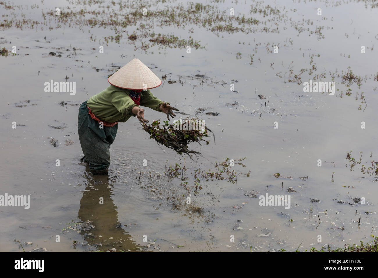 Una mujer no identificada agricultor prepara los arrozales, Hoi An, Vietnam Foto de stock