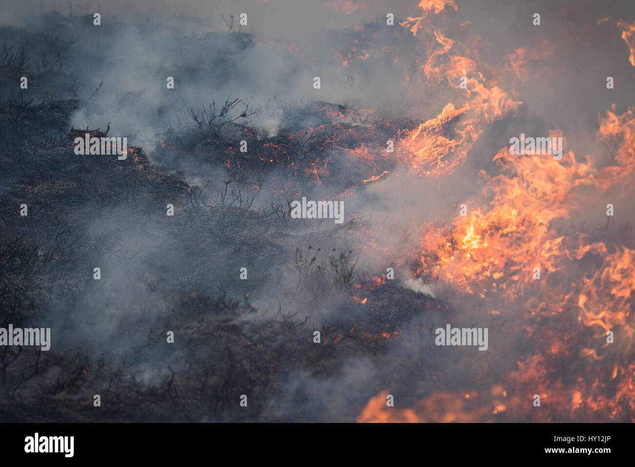 Heather Burns, en la ladera de una colina durante una muirburn en un páramo de brezo cerca de Inverness. Se controla Muirburn heather quema y es considerada una importación Foto de stock