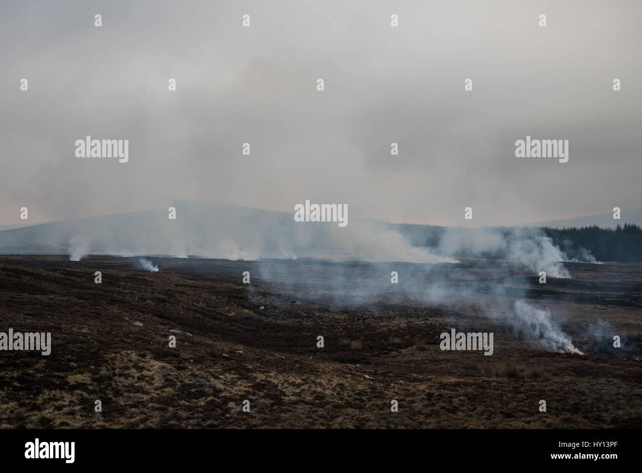 Heather Burns, en la ladera de una colina durante una muirburn en un páramo de brezo cerca de Inverness. Se controla Muirburn heather quema y es considerada una importación Foto de stock