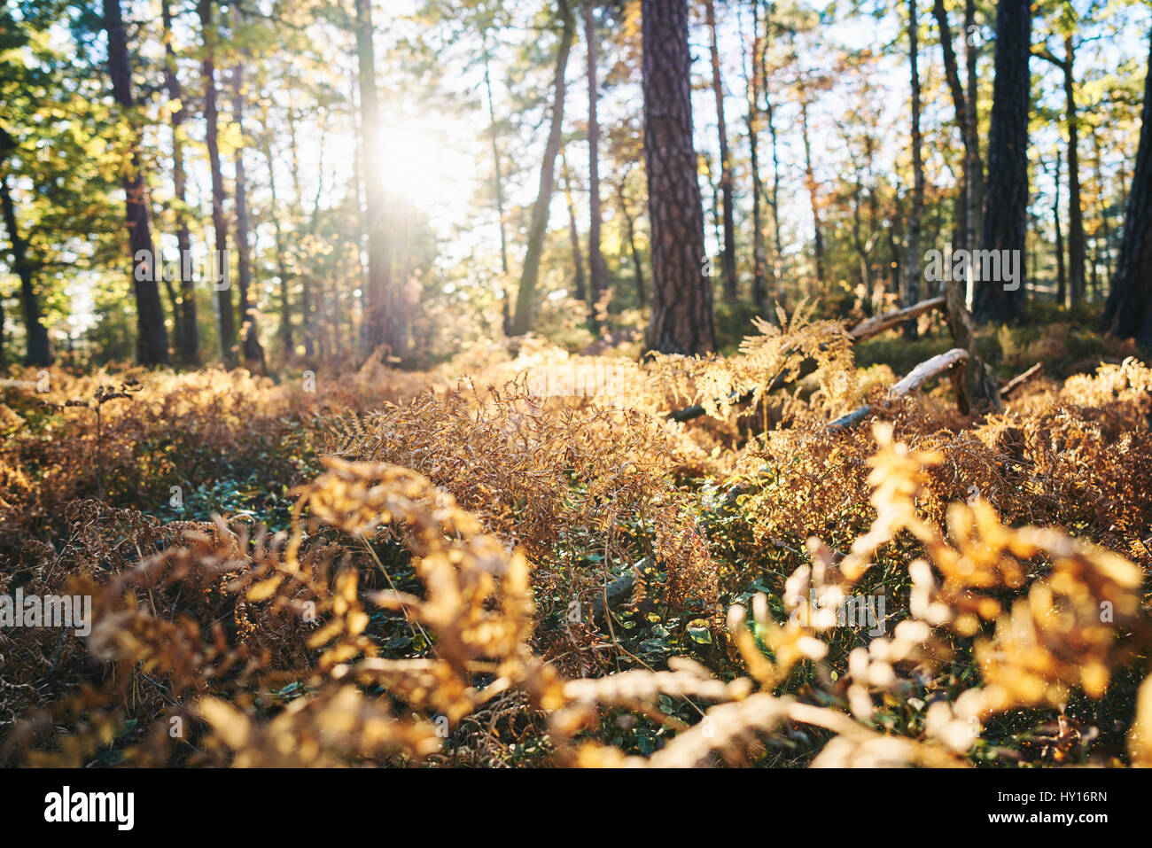 Suecia, Sodermanland, Sol brillando en otoño bosque Foto de stock