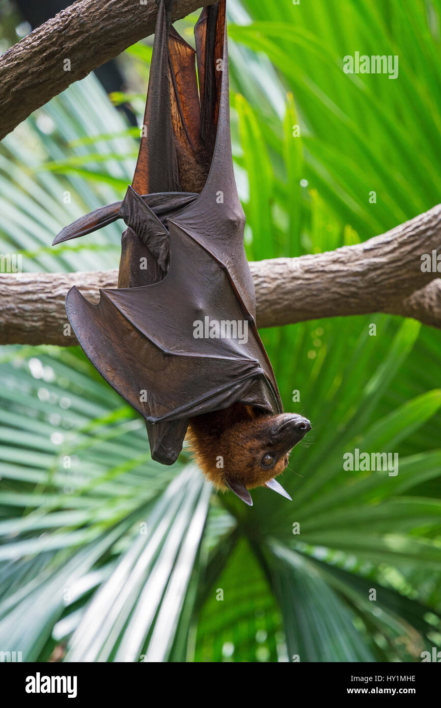 Flying fox malaya colgado boca abajo de una rama de árbol en el Biodome forestales frágiles en el Zoo de Singapur, Singapur Foto de stock