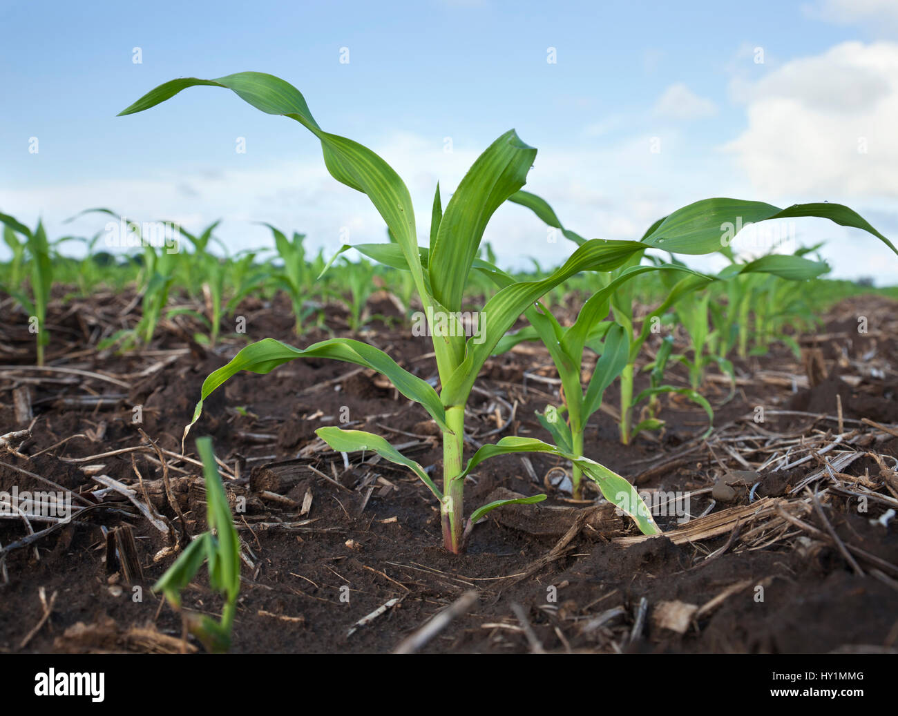 Ángulo de visión baja de plantas jóvenes de maíz en un campo después de la lluvia Foto de stock