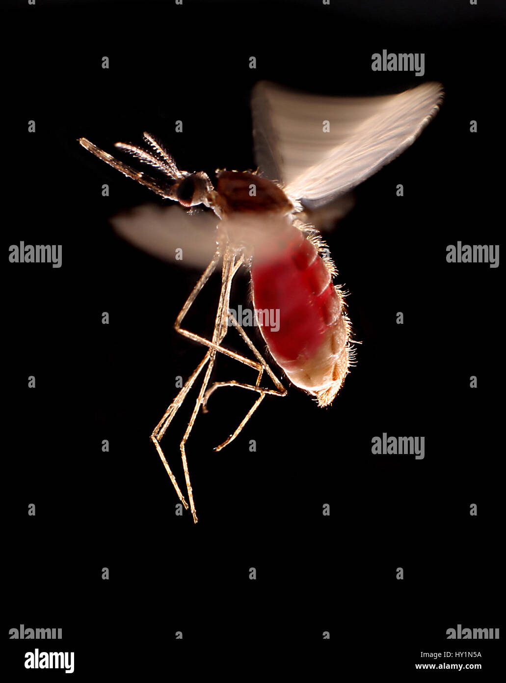 Anopheles Stephensi Fotografías E Imágenes De Alta Resolución - Alamy