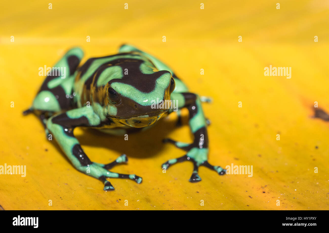 Verde y negro poison dart frog Dendrobates auratus, o verde y negro flecha venenosa rana sentada sobre una hoja de plátano amarillo en la selva en la Laguna del Foto de stock