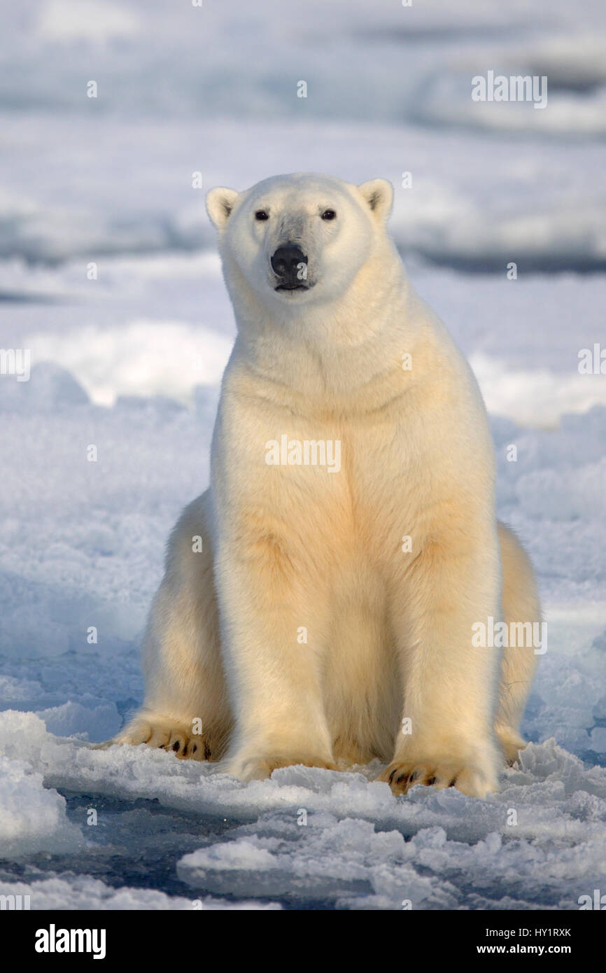 El oso polar (Ursus maritimus) sentado sobre bloques de hielo, Svalbard, Noruega, en septiembre de 2009. Especies en peligro de extinción. Foto de stock