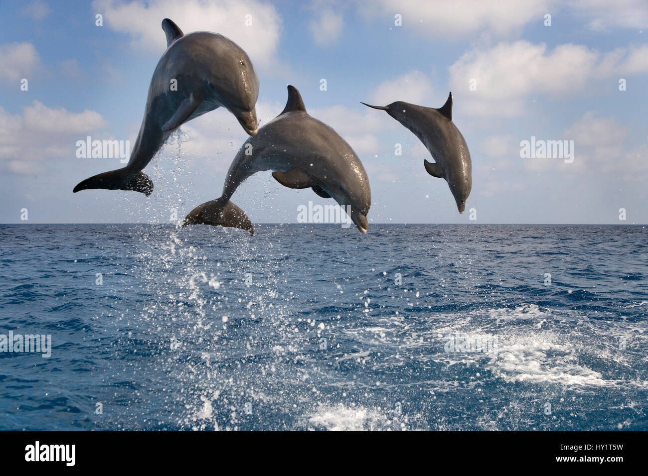 Tres delfines nariz de botella (Tursiops truncatus) infracción, las Islas de la Bahía, Honduras, El Caribe. Condiciones controladas. Foto de stock
