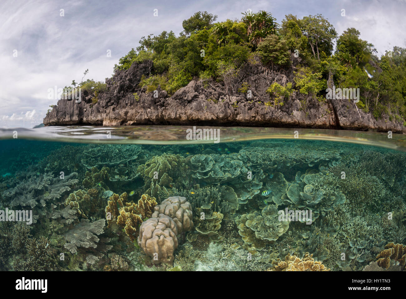 Dos niveles de arrecifes de coral y una isla tropical. Raja Ampat, Papua Occidental, Indonesia, febrero de 2012 Foto de stock