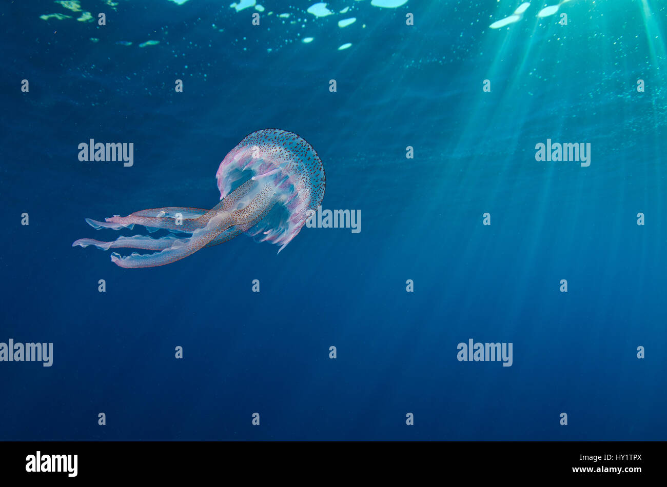 Una pequeña medusa (Pelagia noctiluca) nadando por debajo de la superficie. Área Marina Protegida de Portofino (Area Marina Protetta, Portofino), Liguria, Italia. Mar Mediterráneo. Foto de stock