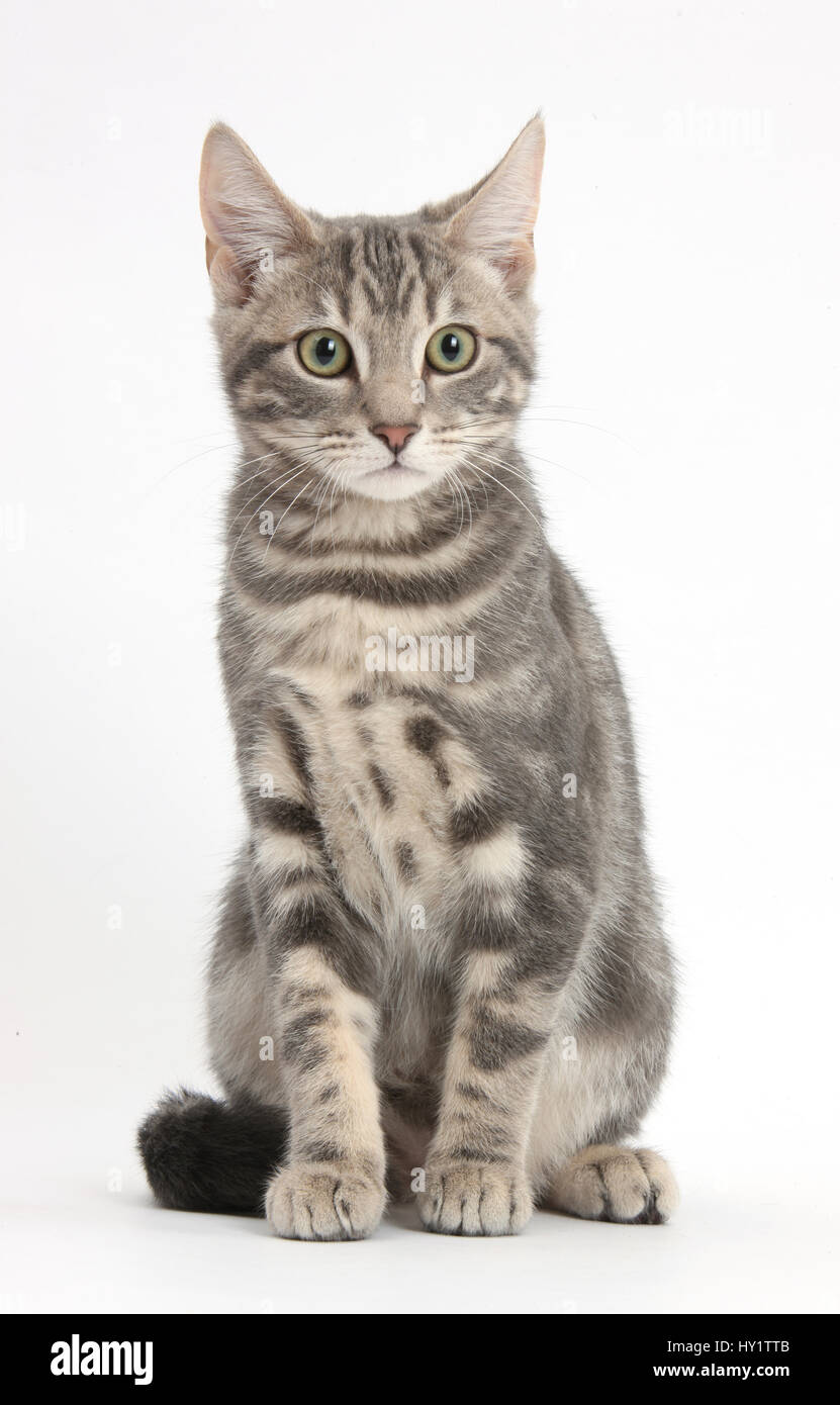 Opcional Intacto Precioso Gato atigrado, Max 5 meses, sentada Fotografía de stock - Alamy