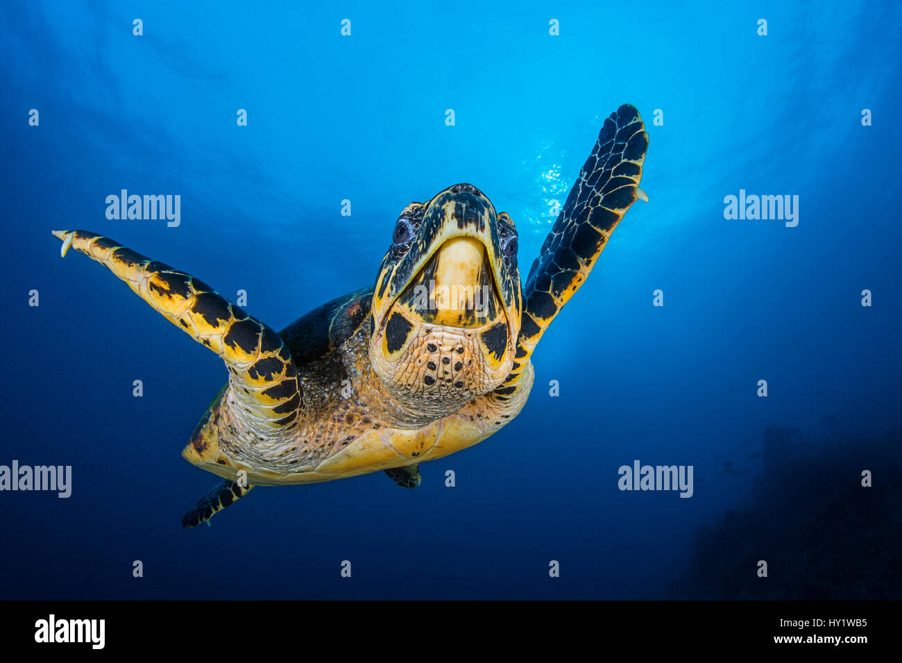 La tortuga carey (Eretmochelys imbricata) masculino natación en aguas abiertas sobre los arrecifes de coral. Depósito Rock, Fiabacet, Raja Ampat, Misool, Papua Occidental, Indonesia. El Mar de Ceram, oeste del océano Pacífico tropical. Foto de stock