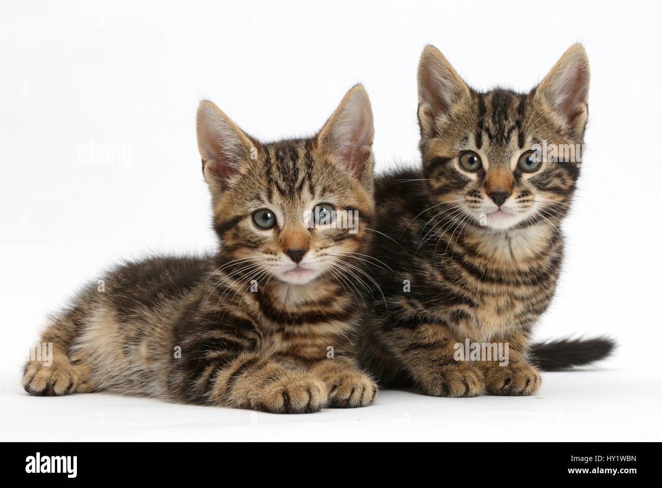Dos gatitos siamés, borrones y Picasso, 8 semanas. Foto de stock