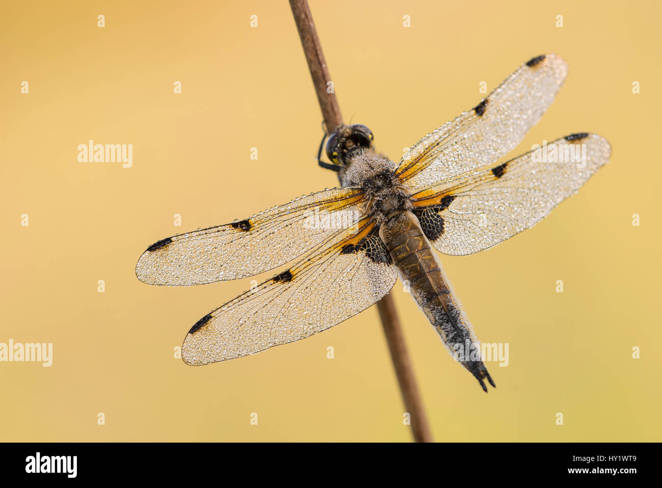 Cuatro-spotted chaser dragonfly (Libellula quadrimaculata) descansando sobre reed tallo, temprano en la mañana la luz, Devon, Reino Unido. De mayo. Foto de stock