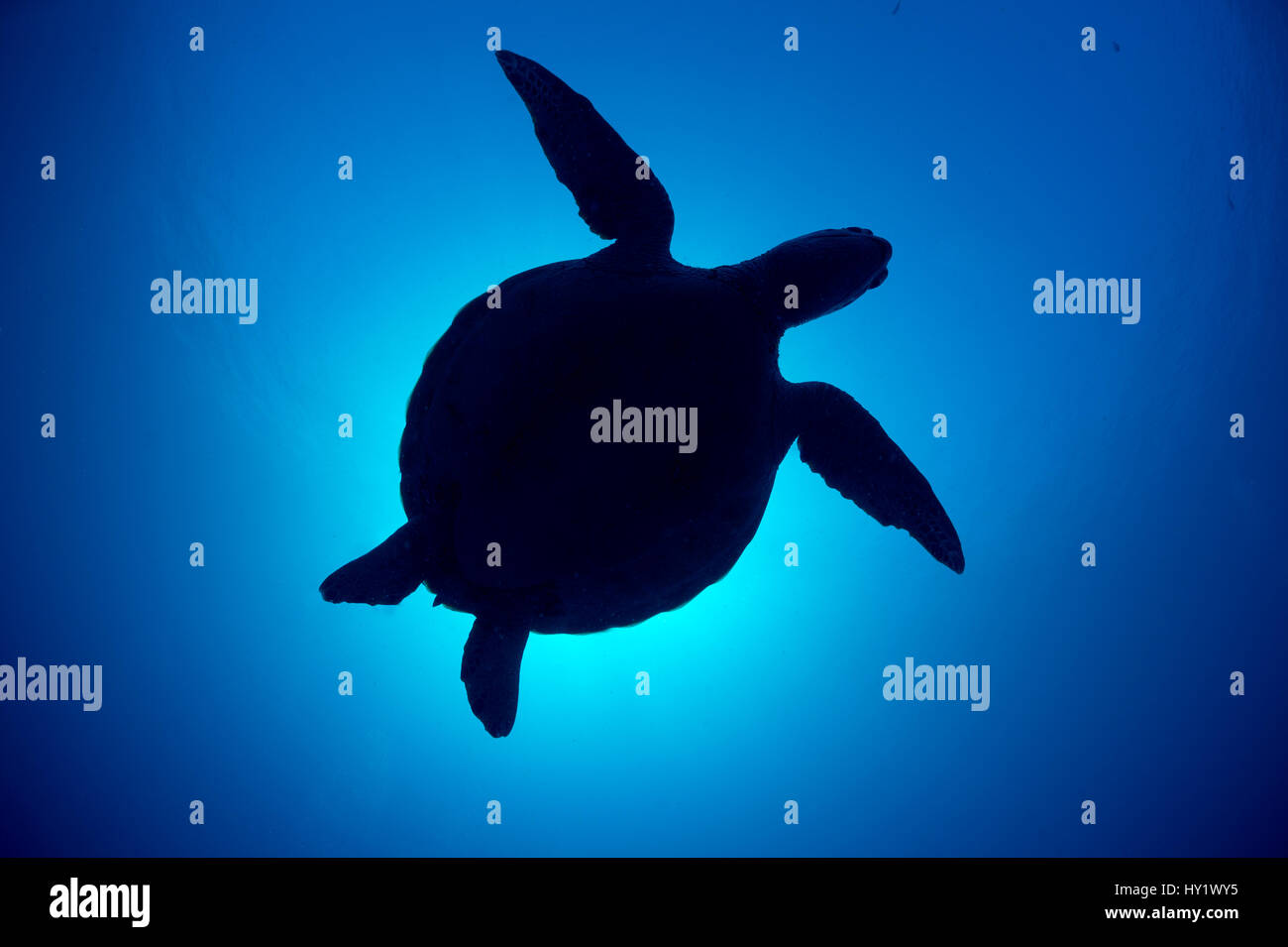 Silueta de una tortuga verde (Chelonia mydas) contra el sol en el azul del agua por encima de los arrecifes de coral. Islas Rocosas, Palau, Mirconesia. Oeste del Océano Pacífico tropical. Foto de stock
