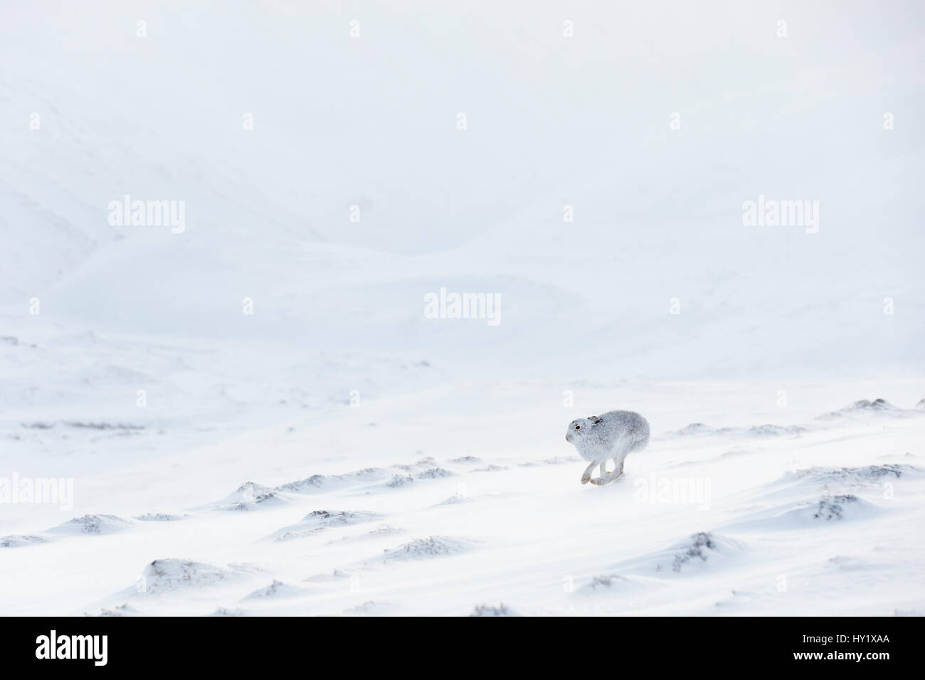 La liebre de montaña (Lepus timidus) en blanco abrigo runnng por la nieve, en Escocia. Reino Unido, enero. Foto de stock